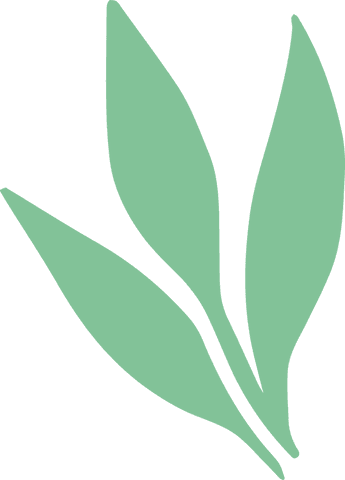 Minimalist green leaf sprig illustration on transparent background