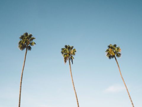 Three Tall Palm Trees against Clear Blue Sky