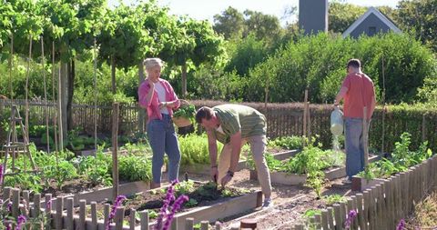 Neighbors planting and watering raised vegetable beds in community garden on sunny day