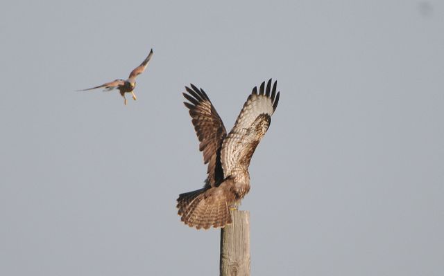 Birds of prey engaged in mid-air interaction on a timber post, providing a dynamic representation of predator behavior and nature. Useful for educational content on raptor behavior, wildlife documentaries, and conservation material.