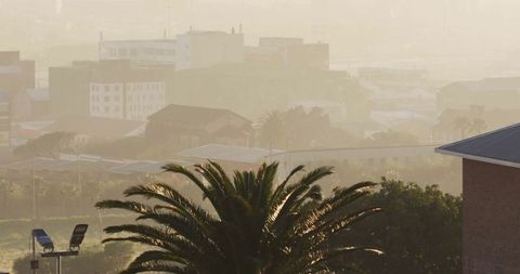 Peaceful Urban Dawn with Palm Tree Silhouettes