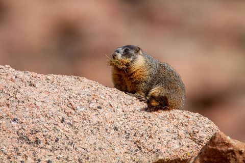 Yellow-bellied woodchuck  marmot gathering grass on rocky terrain