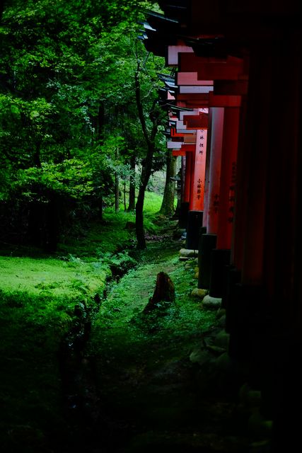 Pathway lined with red Torii gates amidst lush green forest in Japan. Green foliage and tranquil surroundings create serene and spiritual ambiance. Appealing for travel blogs, cultural articles, and websites targeting tourism in Japan, as well as for backgrounds emphasizing natural scenery and traditional architecture.