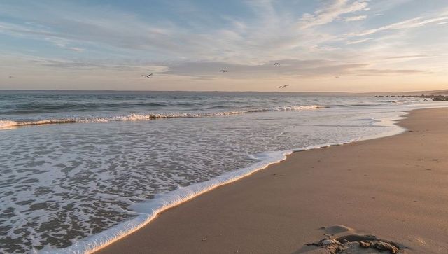 Golden hour foamy shoreline reflecting sky at low tide with seabirds and rocks