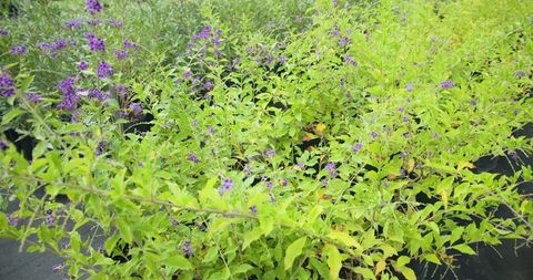 Lush green shrubs with vibrant purple blooms in garden