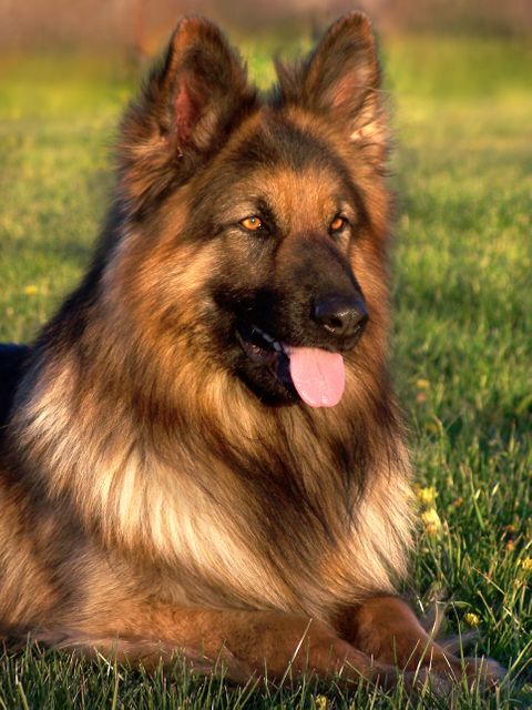 German Shepherd showing alert expression sitting on grassy field. Ideal for pet industry uses such as dog food labels, veterinary services, training manuals, and pet adoption advertisements. Also suitable for nature and outdoor lifestyle themes.