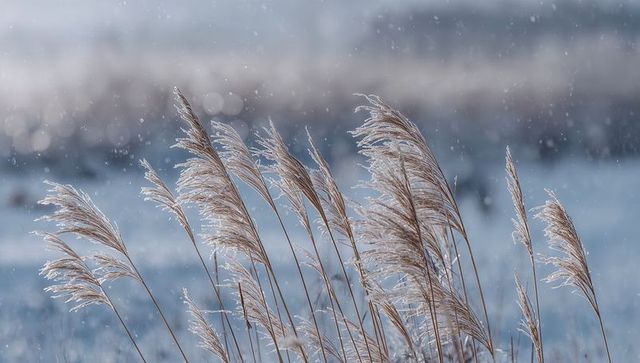 Frosted reed grasses swaying in snowy marsh with crystal-tipped plumes and bokeh