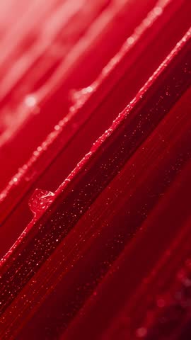 Vertical macro video showing water droplet stretching down vivid red petal in lab