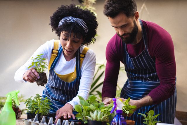 Young biracial couple wearing aprons planting small plants on table while standing against wall. Unaltered, lifestyle, love, togetherness, gardening, hobbies, nature and home concept.
