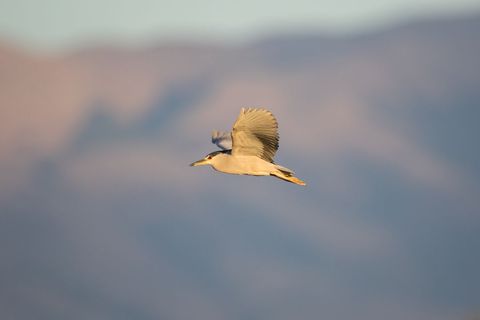 Black-crowned night heron gliding at sunset over soft blurred mountain background