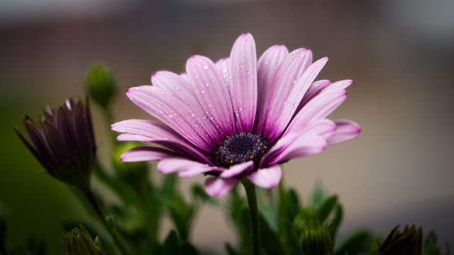 Purple Petal Flower - Download Free Stock Photos Pikwizard.com