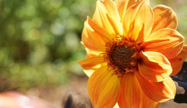 Orange Sunflower Flower - Download Free Stock Photos Pikwizard.com