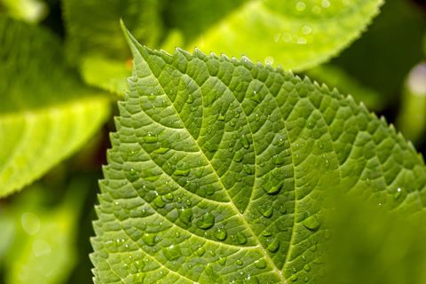 Close-up of vibrant green birch leaf with water droplets