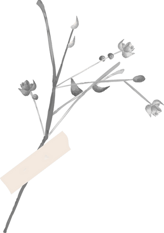 Transparent minimalistic botanical design with blossoms and label