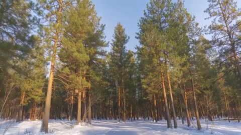Tracking shot gliding along snowy trail through tall pines revealing dense boreal forest