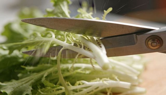 Macro kitchen scissors slicing frisee lettuce with crisp green textures and juice spray
