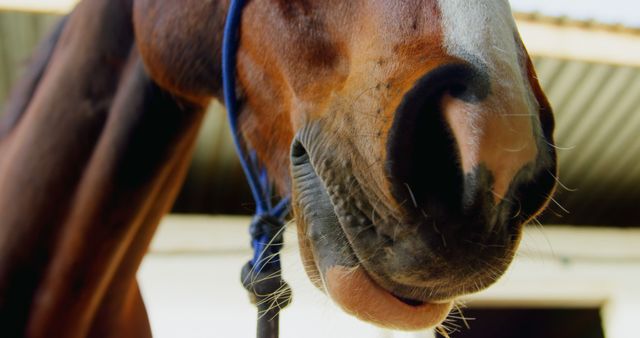 Close-up of horse head wearing a blue halter in stable.