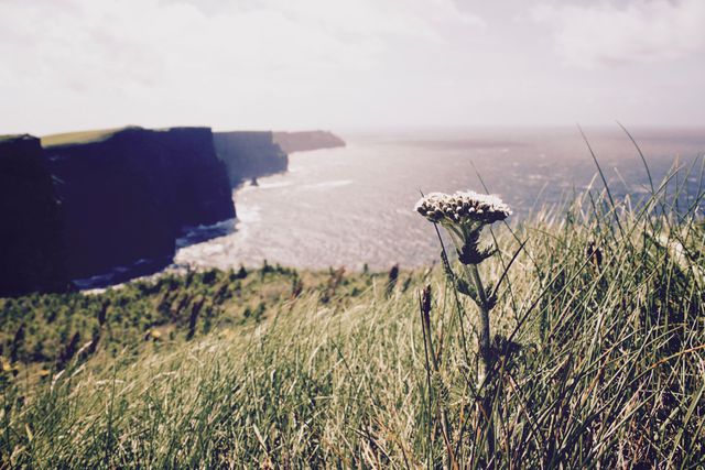 Wildflower centered with Cliffs of Moher and Atlantic Ocean in background. Ideal for use in travel guides, nature conservation materials, tourism brochures, and environmental awareness campaigns.