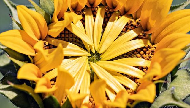Sunflower unfolding spiral disk florets revealing yellow petals and pollen macro detail