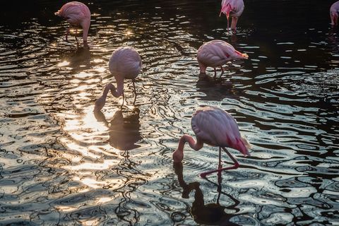 Graceful flamingos wading in rippling water at sunset