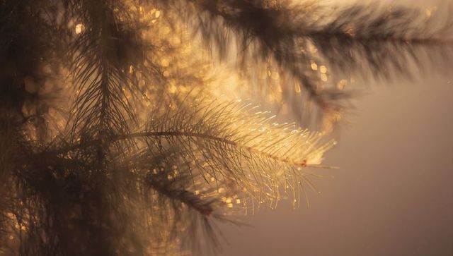 Backlit pine needles glowing with golden bokeh and resin beads at golden hour, forest edge