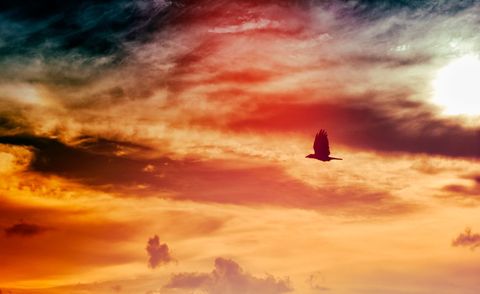 Silhouette of Bird Soaring Under Vibrant Sunset Sky