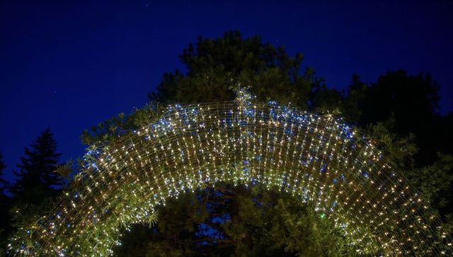 Twinkling led net arch draping evergreen trees under starry night for holiday walkway