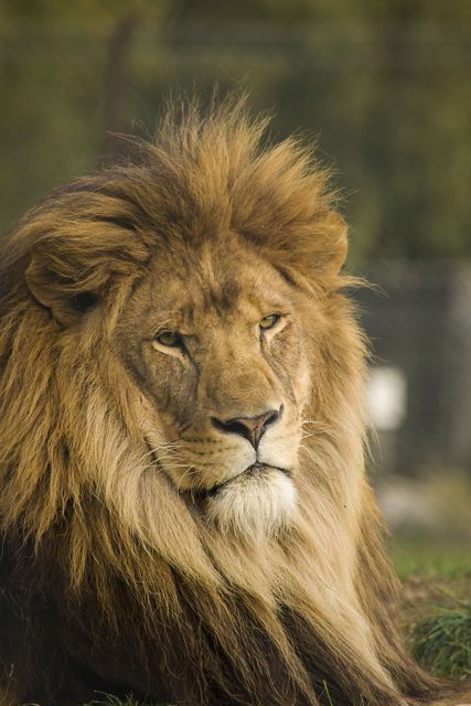 Majestic Lion Resting in Outdoor Habitat - Download Free Stock Photos Pikwizard.com