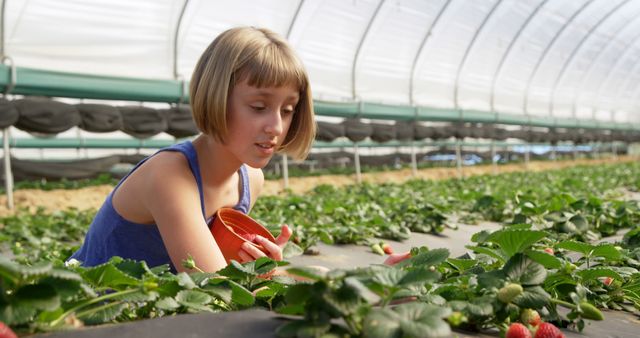 Young girl harvesting strawberries in a greenhouse farm. She is holding a small red pot and carefully picking strawberries. This can be used to depict rural life, agricultural education for children, organic farming practices, or promoting healthy eating and sustainable farming for kids.