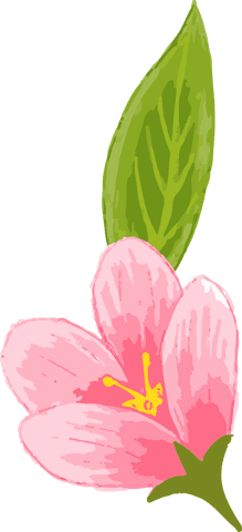 Elegant pink five-petal flower with green leaf on transparent