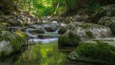 Cascading forest stream flowing over moss-covered boulders reflecting green canopy light