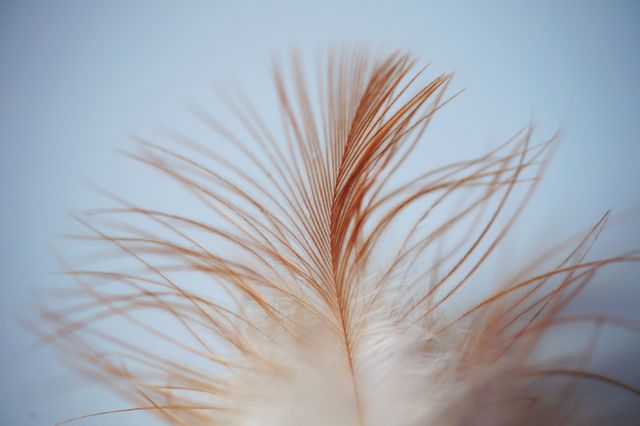 This detailed close-up image of a feather emphasizes its intricate and delicate structure against a blue background. Ideal for use in nature-themed projects, calming and soothing visuals, marketing materials related to softness or lightness, background images for websites, or educational content about birds and their anatomy.
