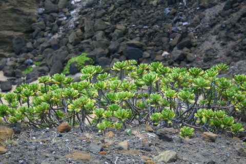 Coastal succulents growing on rocky volcanic shoreline with green rosettes, gnarled stems