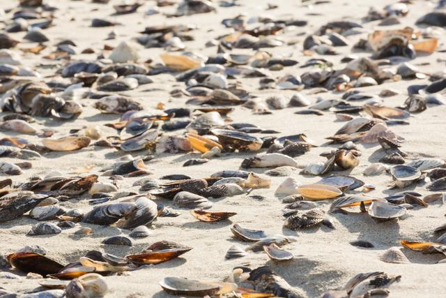 Scattered sea shells on sandy beach create a natural and serene coastal scene. Ideal for use in travel brochures, nature magazines, and websites promoting beach vacations and marine life. Perfect for backgrounds, wallpapers, and educational materials about coastal ecosystems.