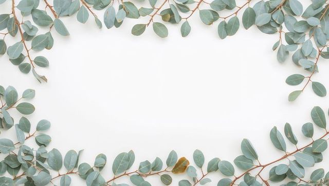 Framing eucalyptus branches forming airy green border on white for invitations and stationery