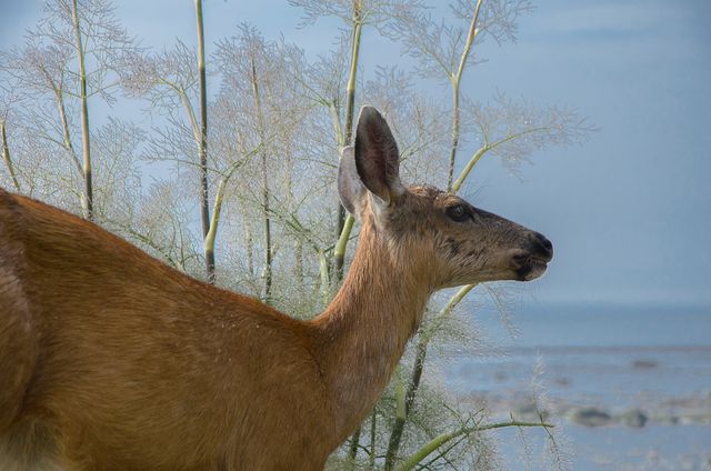 This image showcases a deer grazing in a serene coastal landscape. Ideal for use in wildlife conservation campaigns, nature tourism advertisements, educational materials about fauna, outdoor gear promotions, and creating tranquil natural-themed artwork. The deer is in focus with calm coastal waters in the background, highlighting tranquility and natural beauty.