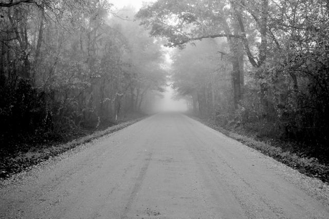 Image capturing a peaceful woodland road shrouded in mist. Trees surround the road, creating an ethereal and tranquil atmosphere. Ideal for uses in nature blogs, travel magazines, or meditation and mindfulness content. Would fit well in articles discussing stillness, serenity, or the mystery and beauty of natural landscapes.