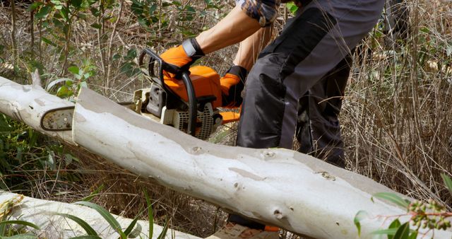 Man using chainsaw cutting huge fallen tree in forest - Download Free Stock Images Pikwizard.com