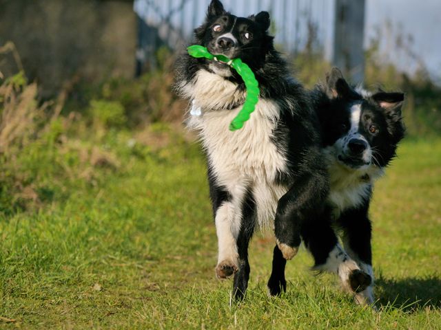 Two energetic Border Collies are running together on a grassy field, one carrying a green toy. This image captures the joy and excitement of pets playing outdoors. It is ideal for use in advertisements for pet products, dog training services, or articles highlighting the benefits of outdoor activities for pets. It can also serve as a heartwarming image for social media posts about companionship and the joy of pets.