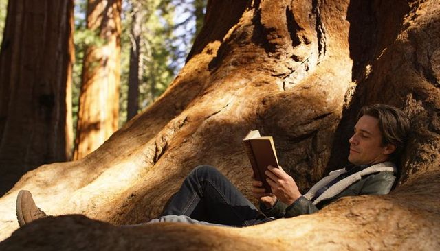 Man reading in giant sequoia hollow reclining on root under sunlit forest canopy