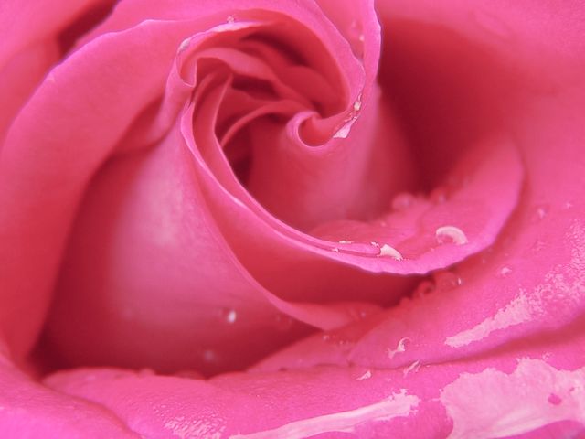 This close-up image captures the intricate details of fresh pink rose petals adorned with dew drops. It highlights the texture and natural beauty of the flower, making it perfect for use in backgrounds, greeting cards, floral arrangements promotions, or botanical articles.