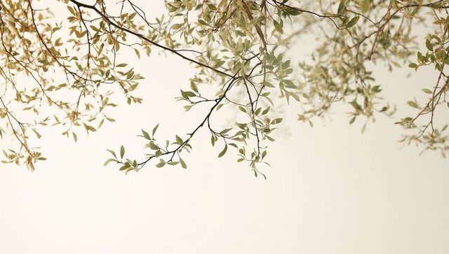 Sunlit slender branches with delicate green leaves against soft warm sky for calm design