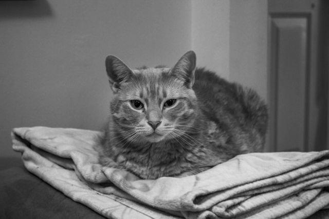 Relaxing Grey Tabby Cat Lying on Blankets in Monochrome - Download Free Stock Photos Pikwizard.com