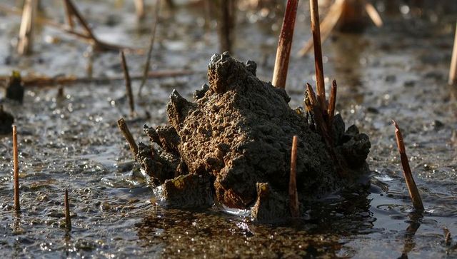 Sunlit mud mound rising from marsh with jagged clay spikes, reeds and reflective water