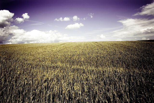 Golden Wheat Field Under Dramatic Purple Sky - Download Free Stock Photos Pikwizard.com