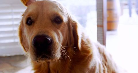 Golden Retriever at Home with Loving Human Companion - Download Free Stock Images Pikwizard.com