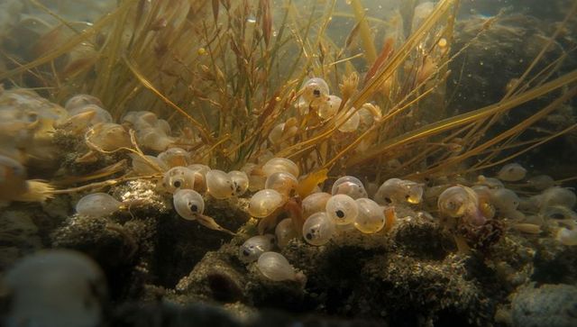 Translucent egg capsules showing developing embryos among kelp and rocky seabed