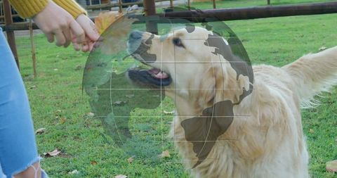 Golden retriever playing outdoors with owner and fallen leaf