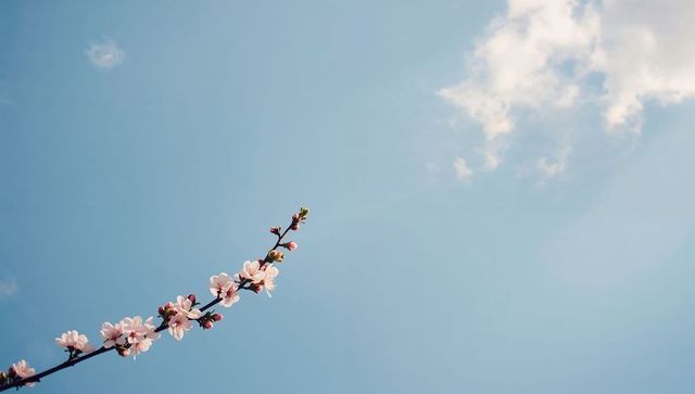 Blossoming cherry branch reaching into pale blue sky with soft clouds and copy space