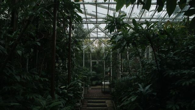 Misty conservatory walkway framing lush tropical foliage leading toward glass door